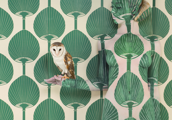 Wallpaper Owl - Emma Hack