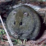 broad toothed rat