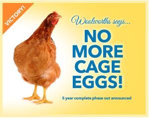 no more caged eggs