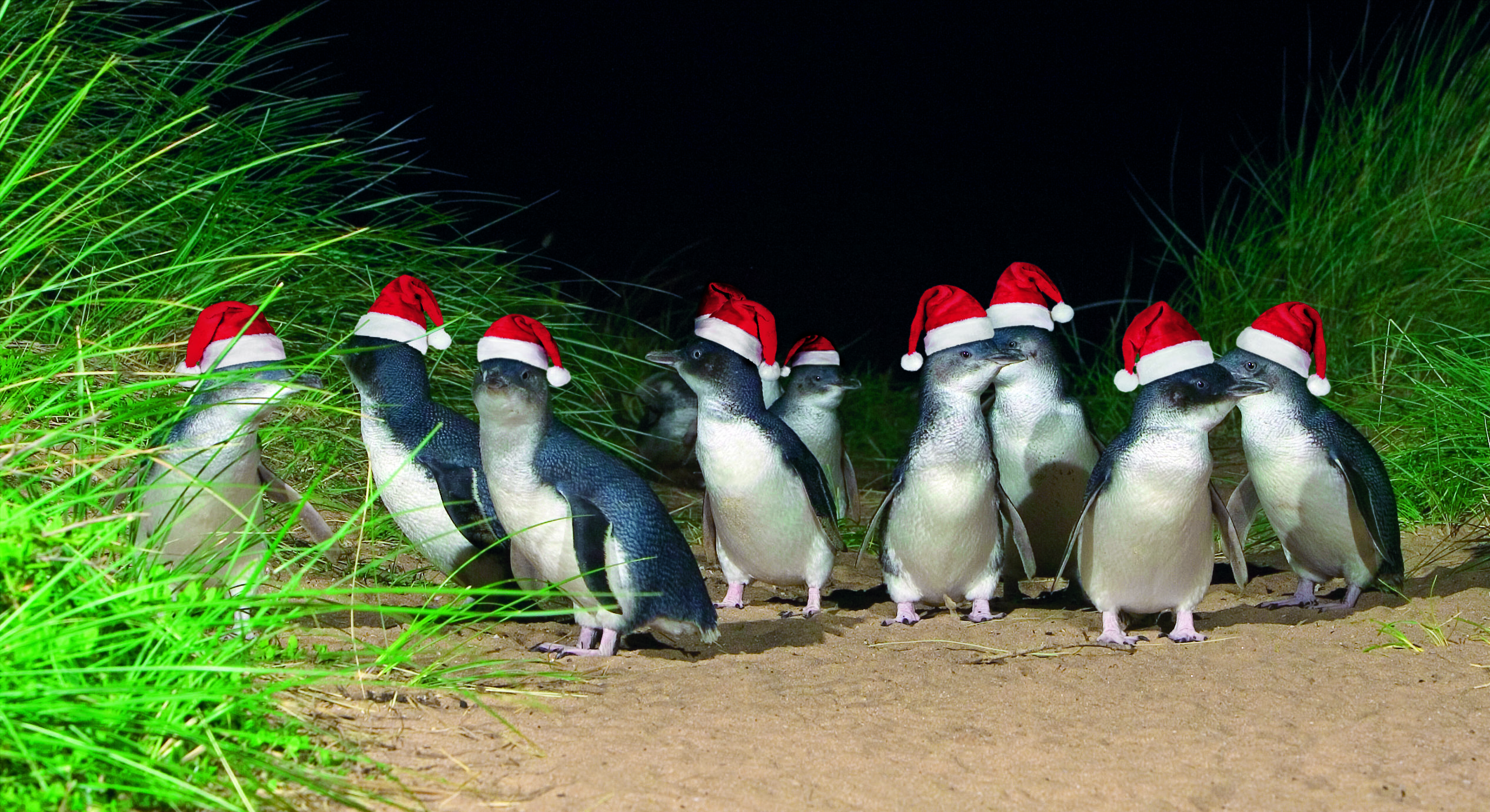 Christmas penguins 2013 HR