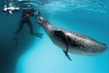 An amazing animal-human interaction with a Leopard Seal